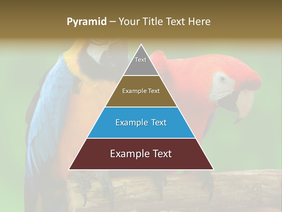 Cute Mccaw Talking PowerPoint Template