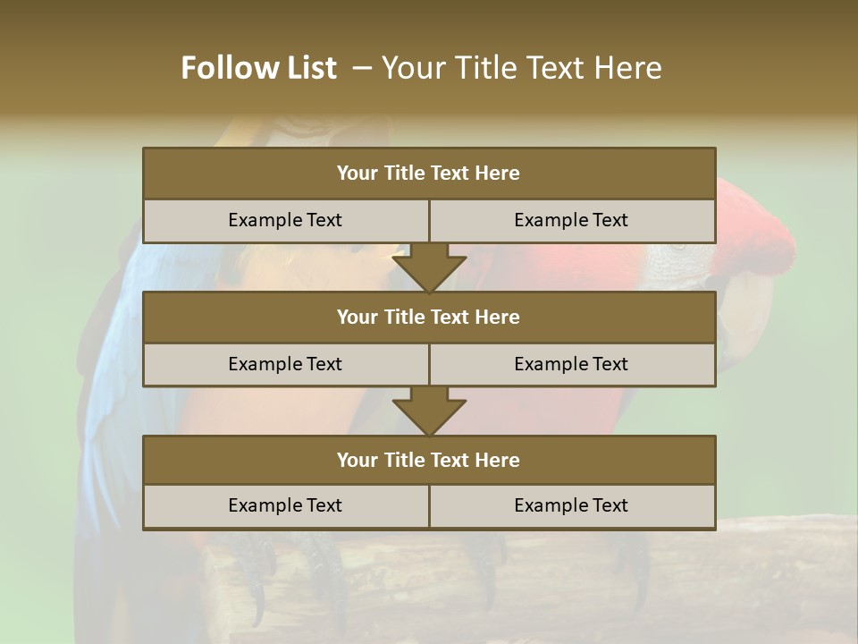 Cute Mccaw Talking PowerPoint Template