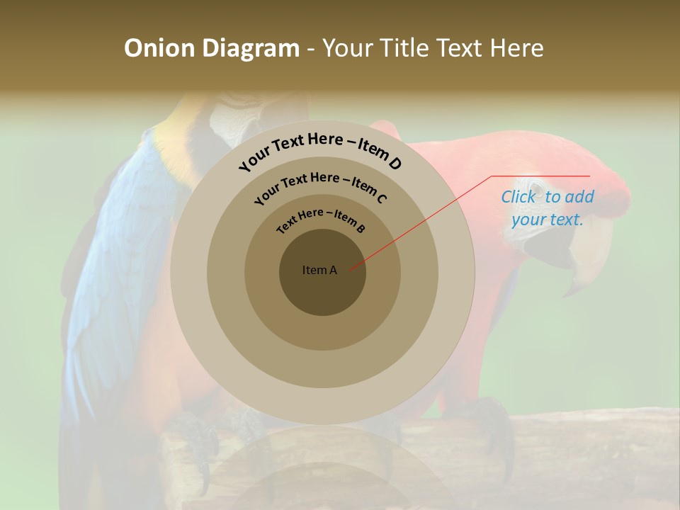 Cute Mccaw Talking PowerPoint Template