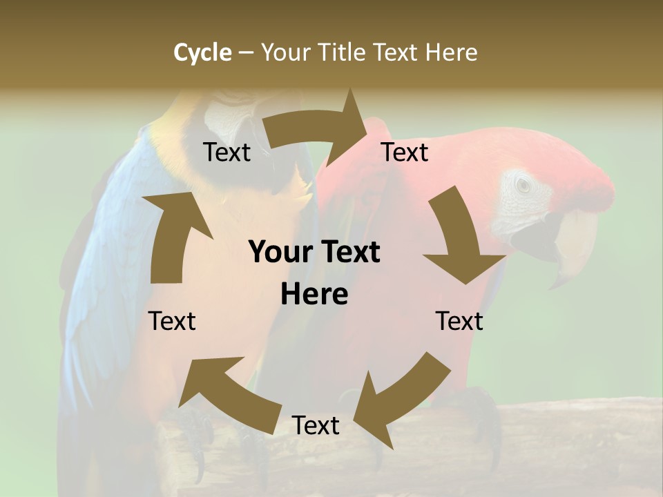 Cute Mccaw Talking PowerPoint Template