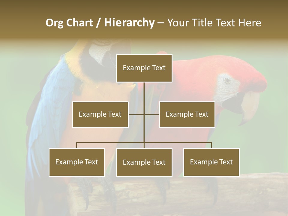Cute Mccaw Talking PowerPoint Template