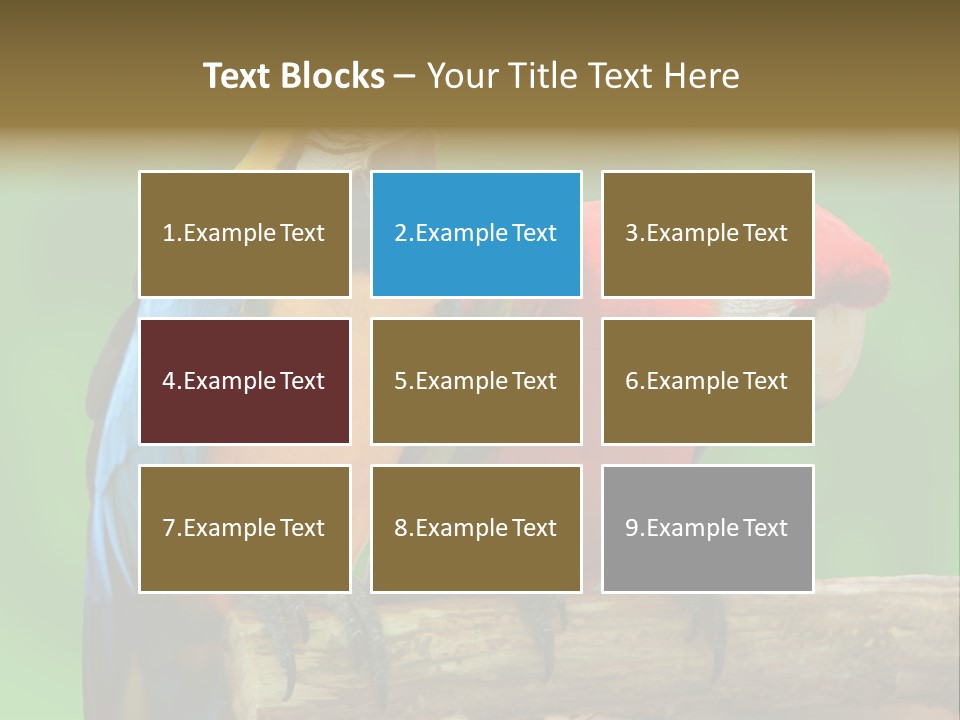 Cute Mccaw Talking PowerPoint Template