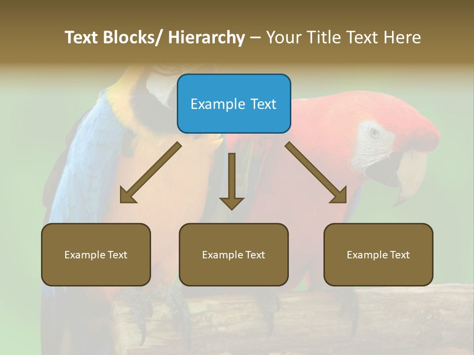 Cute Mccaw Talking PowerPoint Template