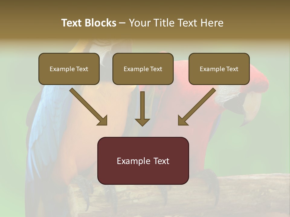 Cute Mccaw Talking PowerPoint Template