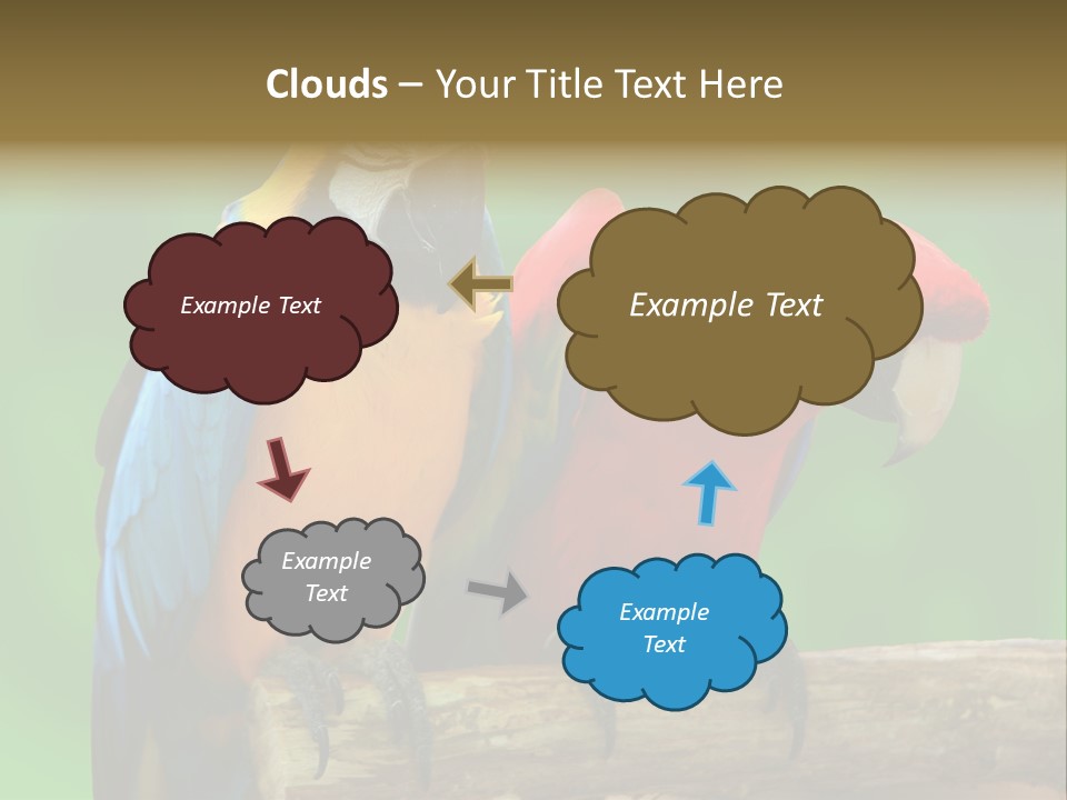 Cute Mccaw Talking PowerPoint Template