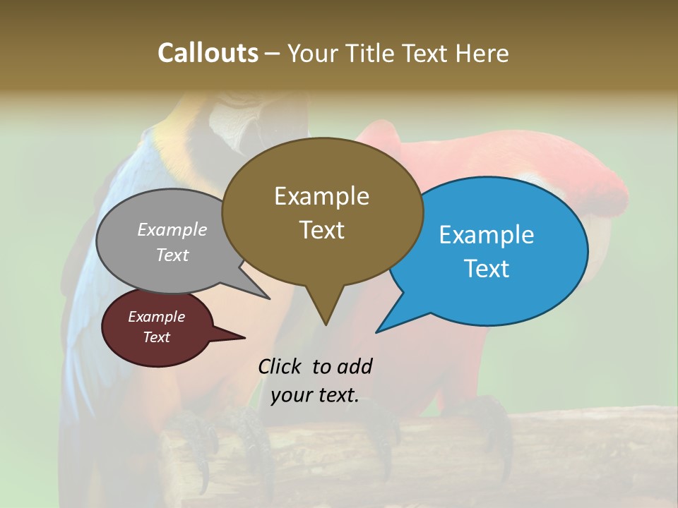 Cute Mccaw Talking PowerPoint Template