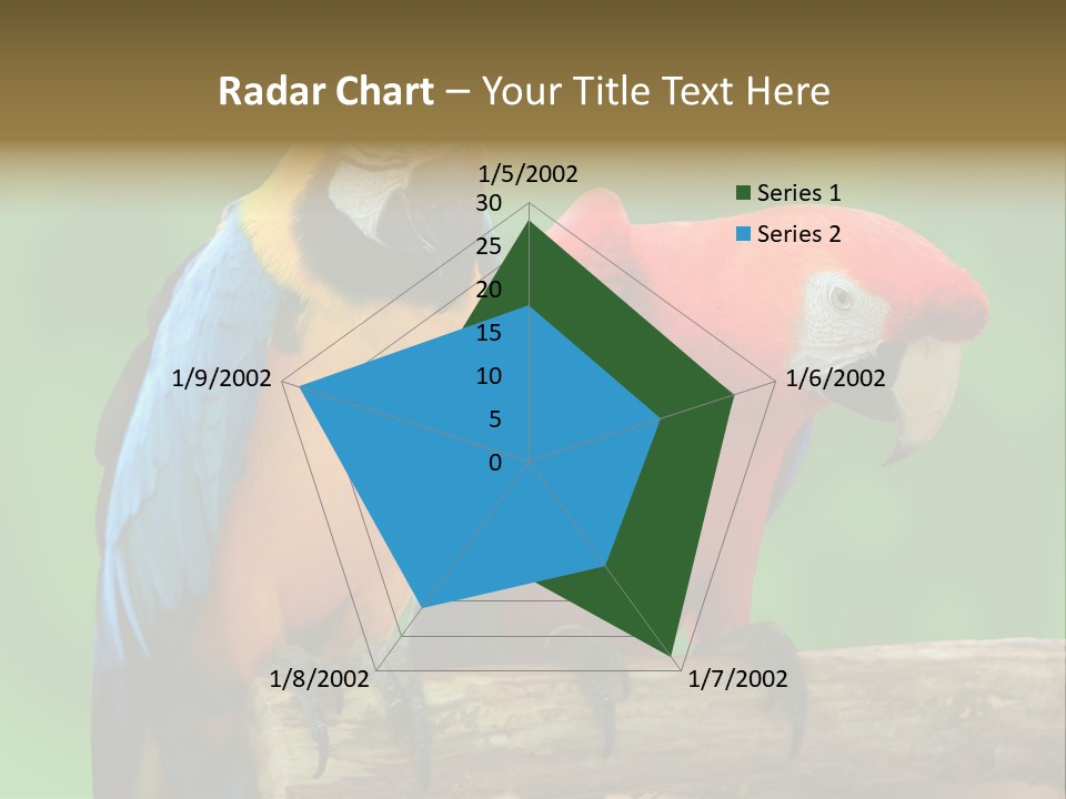 Cute Mccaw Talking PowerPoint Template
