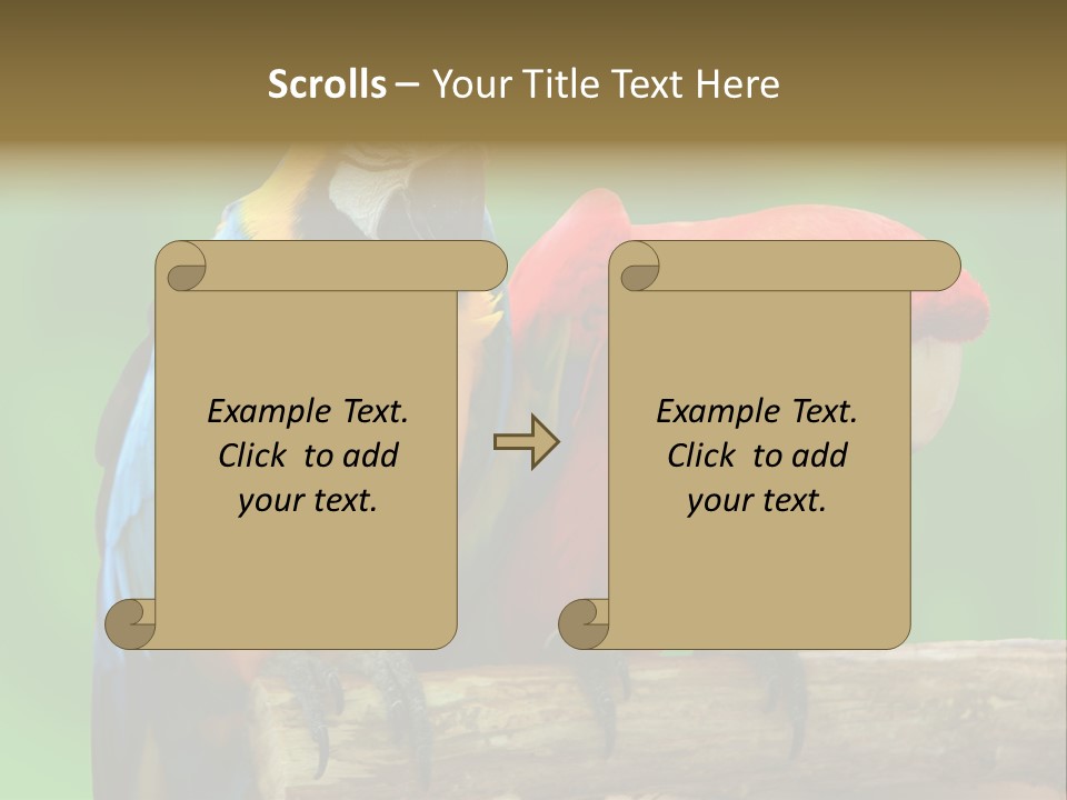 Cute Mccaw Talking PowerPoint Template