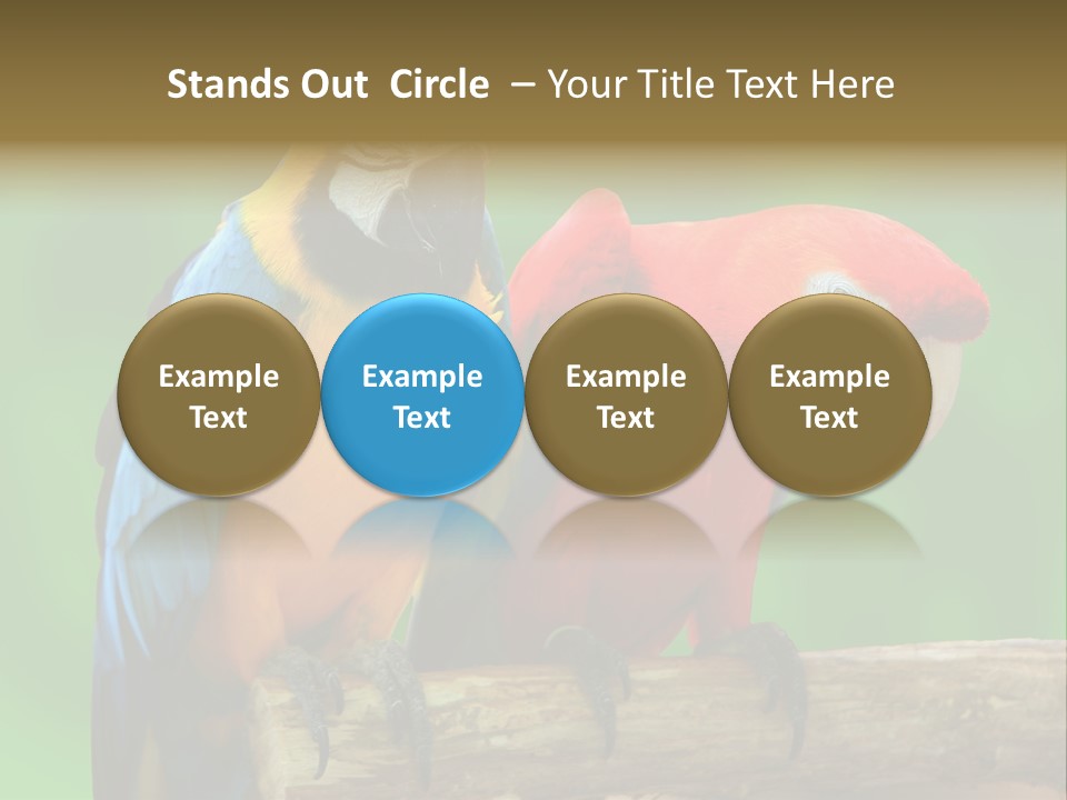 Cute Mccaw Talking PowerPoint Template