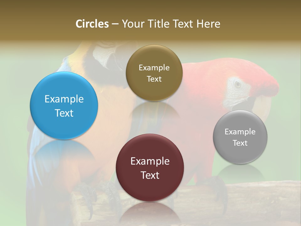 Cute Mccaw Talking PowerPoint Template