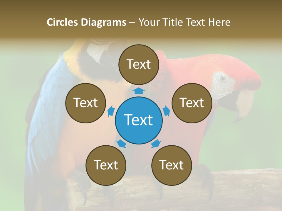 Cute Mccaw Talking PowerPoint Template