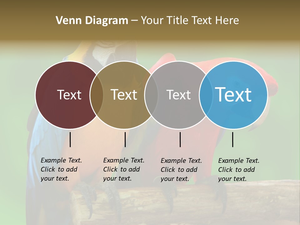 Cute Mccaw Talking PowerPoint Template
