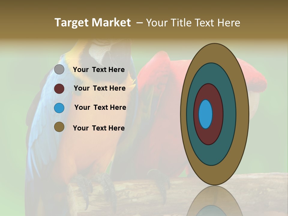 Cute Mccaw Talking PowerPoint Template