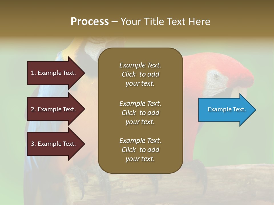 Cute Mccaw Talking PowerPoint Template