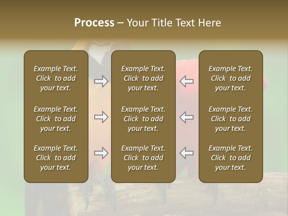 Cute Mccaw Talking PowerPoint Template