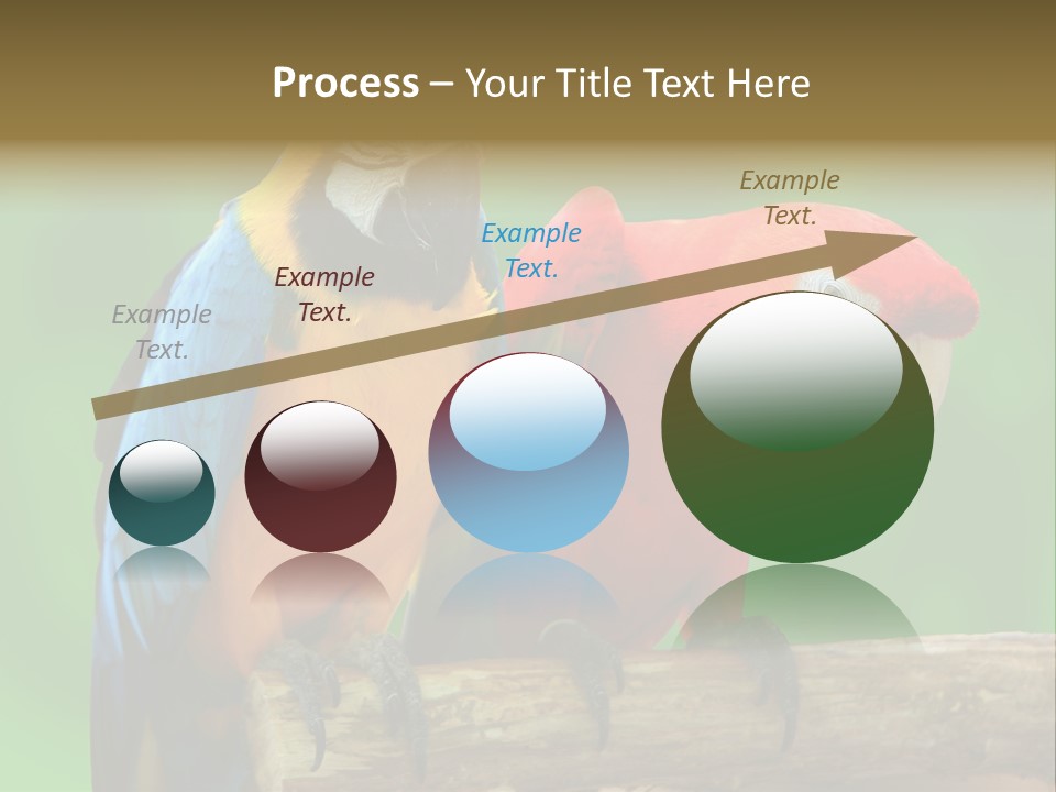 Cute Mccaw Talking PowerPoint Template