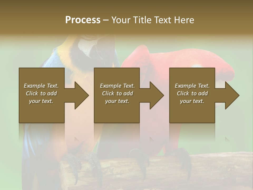 Cute Mccaw Talking PowerPoint Template