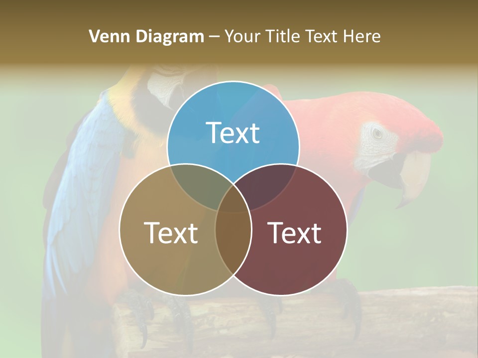 Cute Mccaw Talking PowerPoint Template