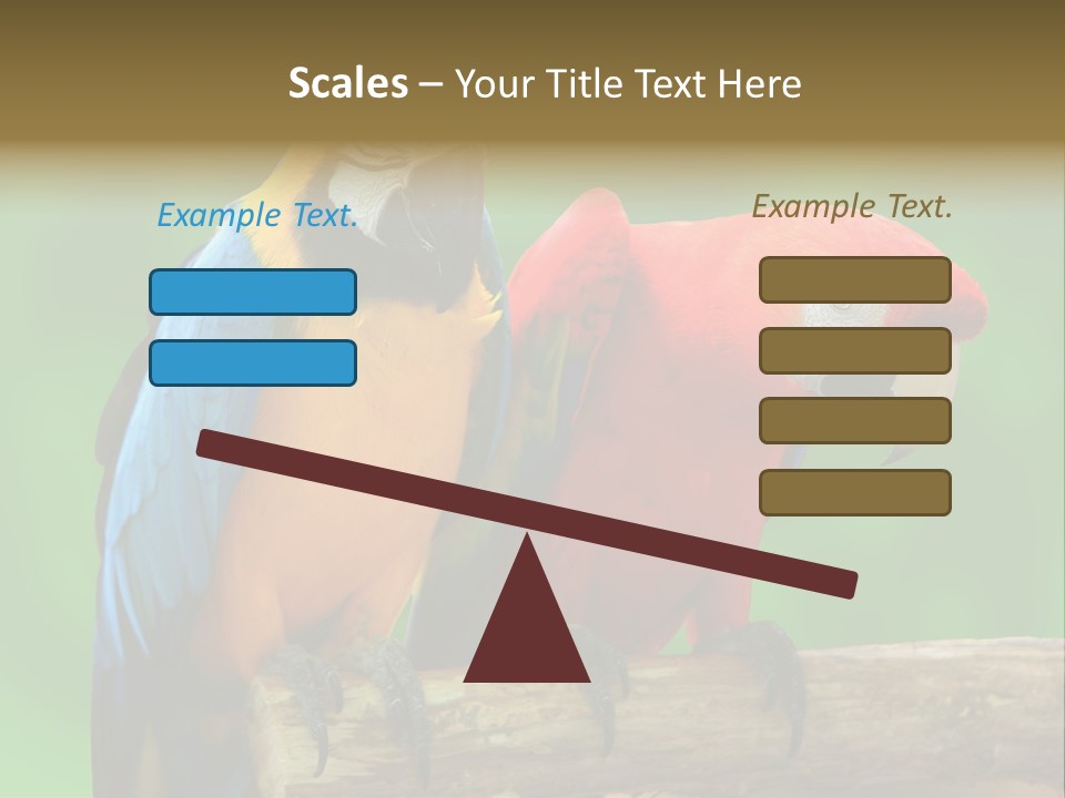 Cute Mccaw Talking PowerPoint Template