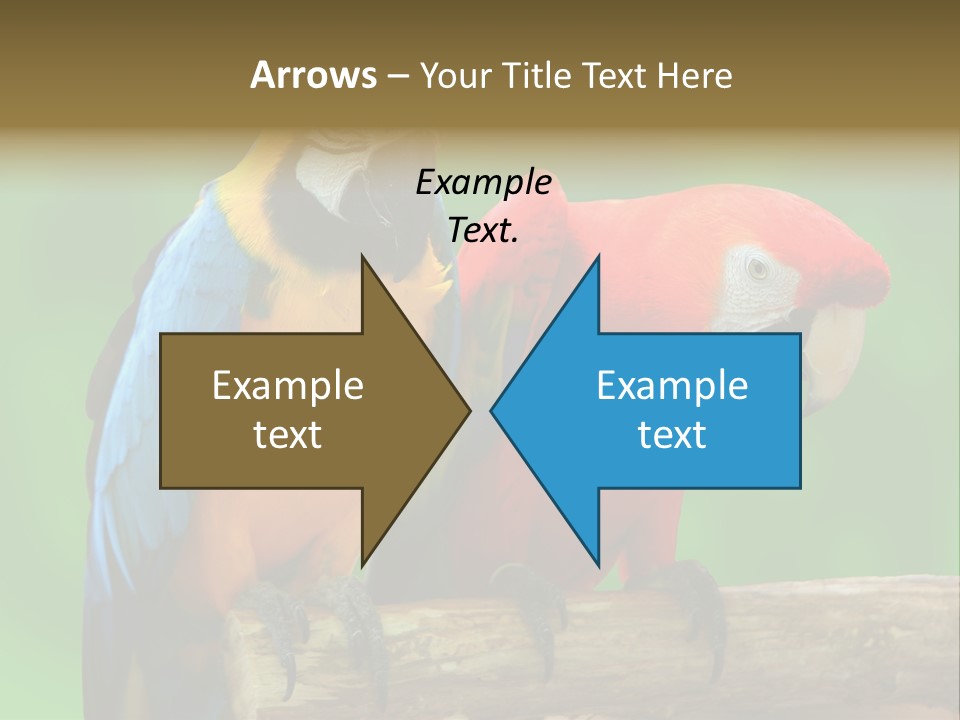 Cute Mccaw Talking PowerPoint Template