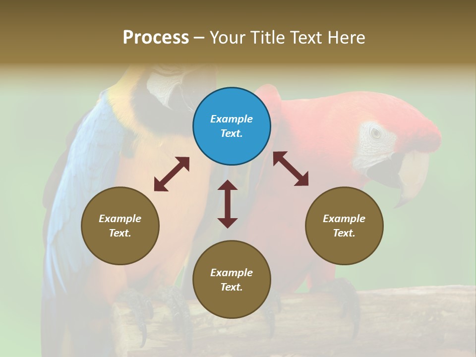 Cute Mccaw Talking PowerPoint Template