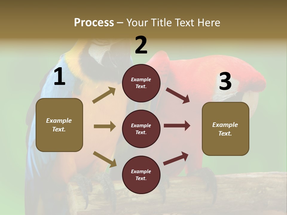 Cute Mccaw Talking PowerPoint Template