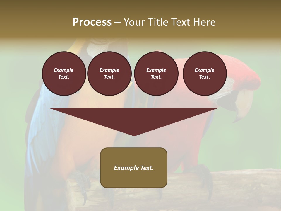 Cute Mccaw Talking PowerPoint Template