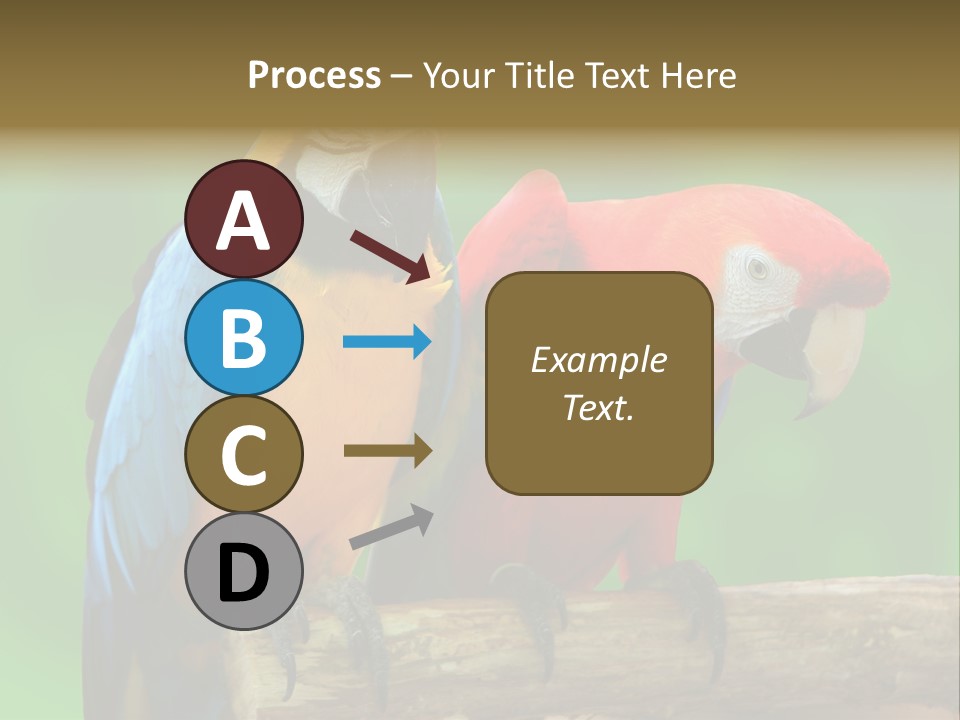 Cute Mccaw Talking PowerPoint Template