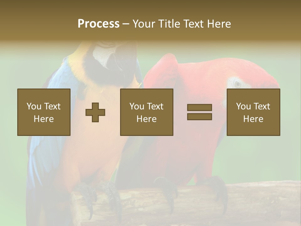 Cute Mccaw Talking PowerPoint Template