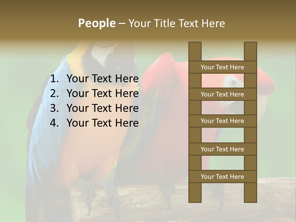 Cute Mccaw Talking PowerPoint Template