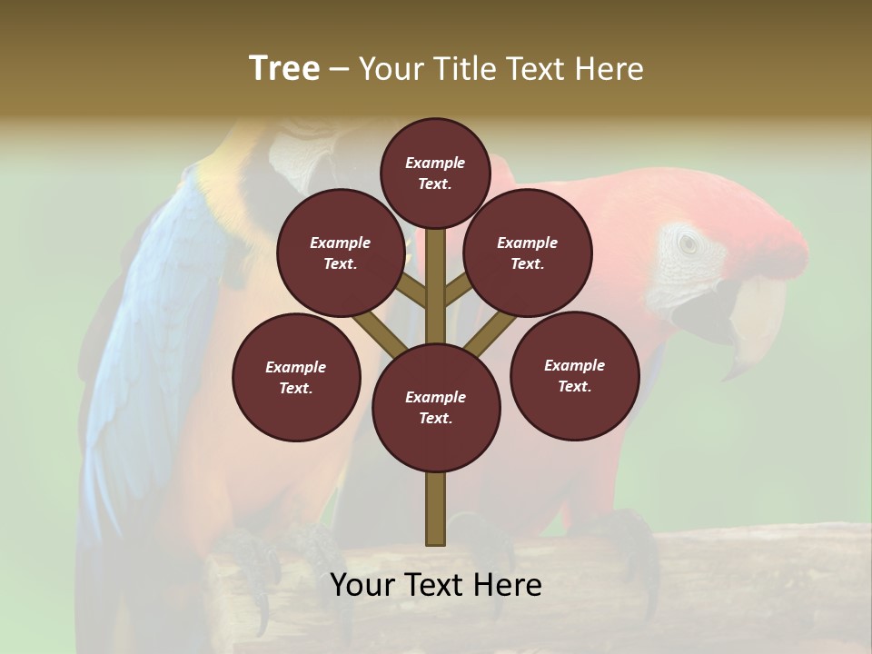 Cute Mccaw Talking PowerPoint Template