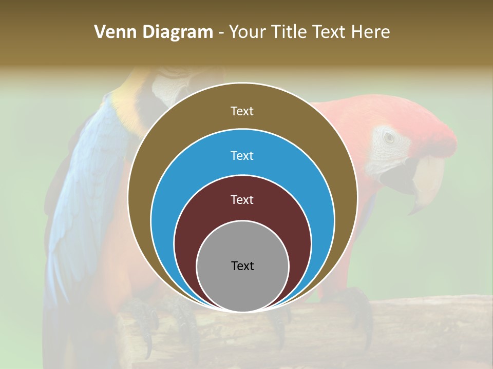 Cute Mccaw Talking PowerPoint Template