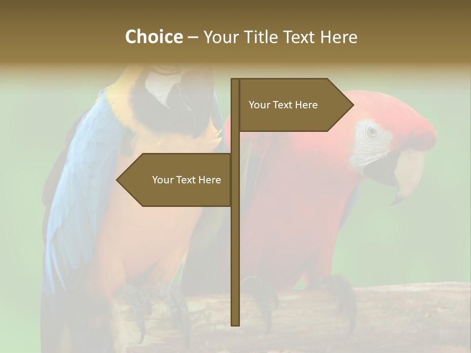 Cute Mccaw Talking PowerPoint Template