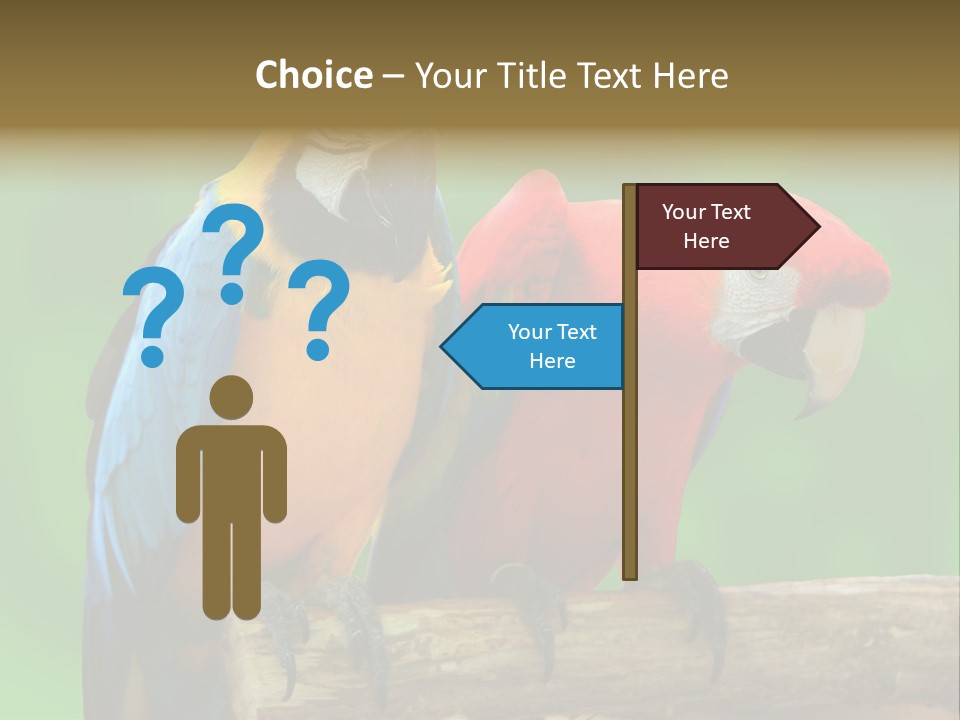 Cute Mccaw Talking PowerPoint Template