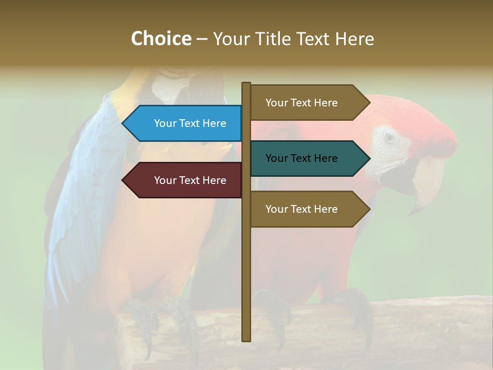 Cute Mccaw Talking PowerPoint Template