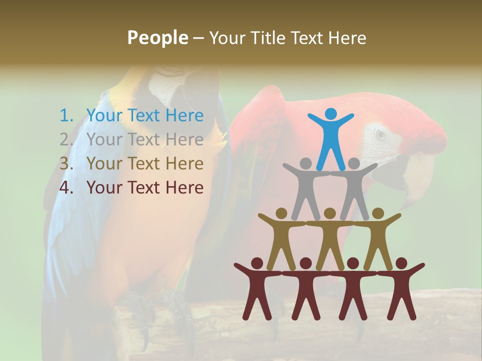 Cute Mccaw Talking PowerPoint Template