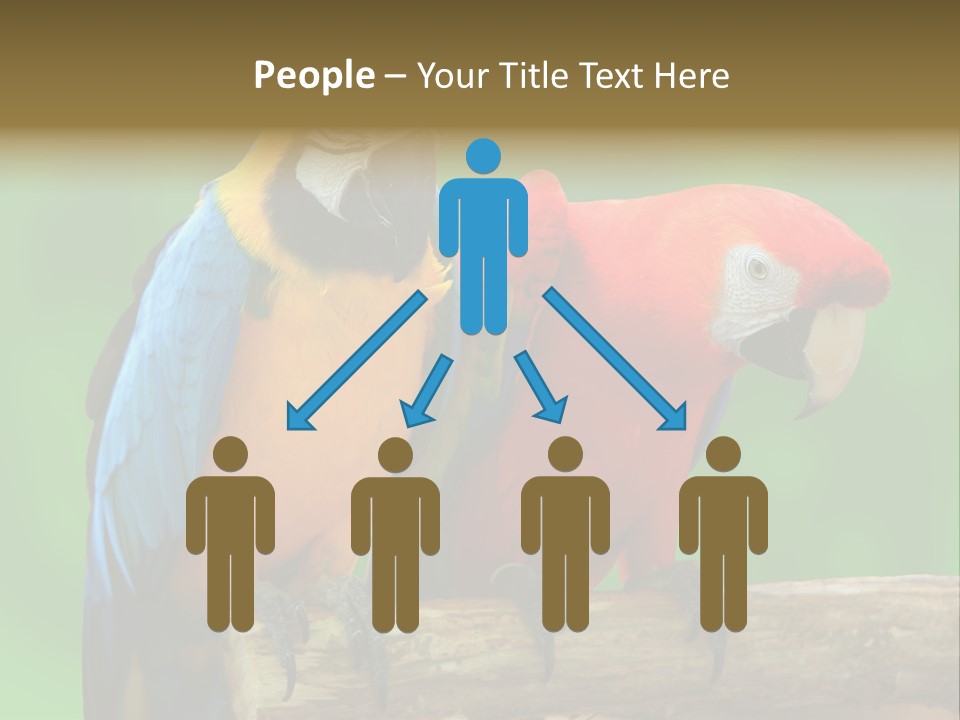 Cute Mccaw Talking PowerPoint Template