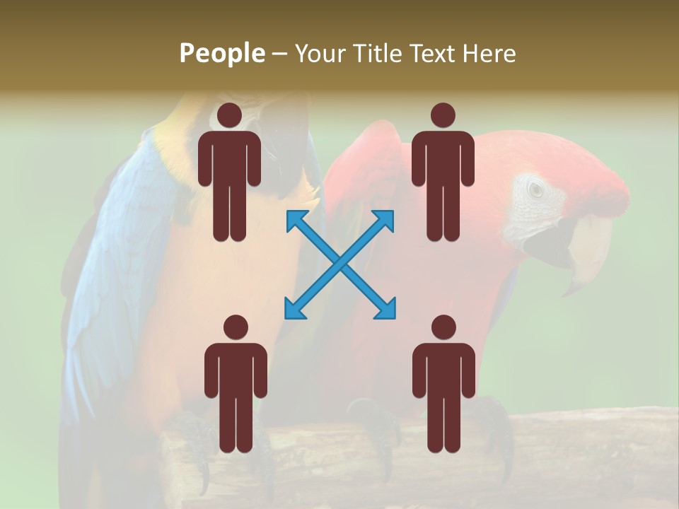 Cute Mccaw Talking PowerPoint Template