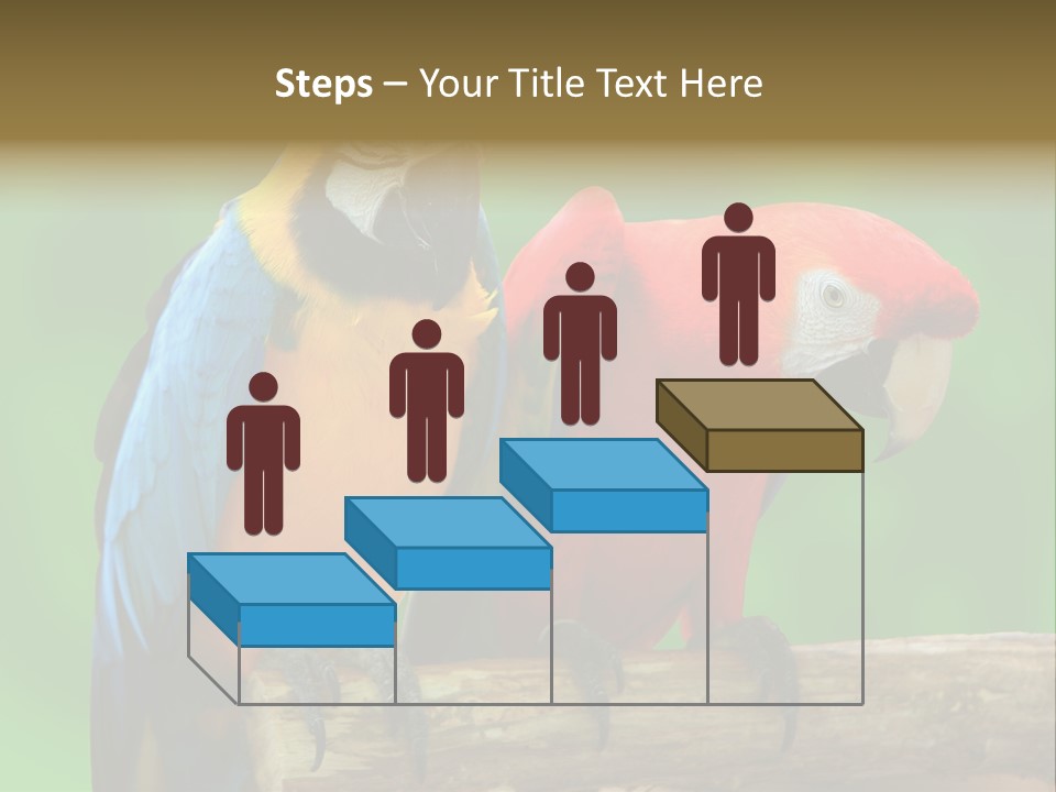 Cute Mccaw Talking PowerPoint Template