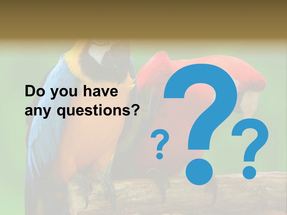 Cute Mccaw Talking PowerPoint Template