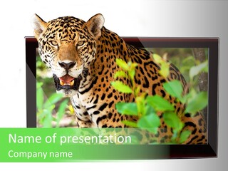 Image Video Movie PowerPoint Template