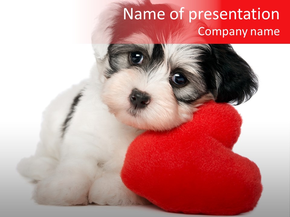 Pet White Dog PowerPoint Template