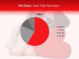 Pet White Dog PowerPoint Template