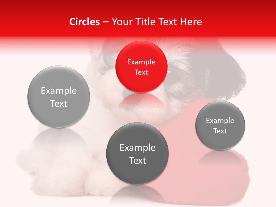 Pet White Dog PowerPoint Template