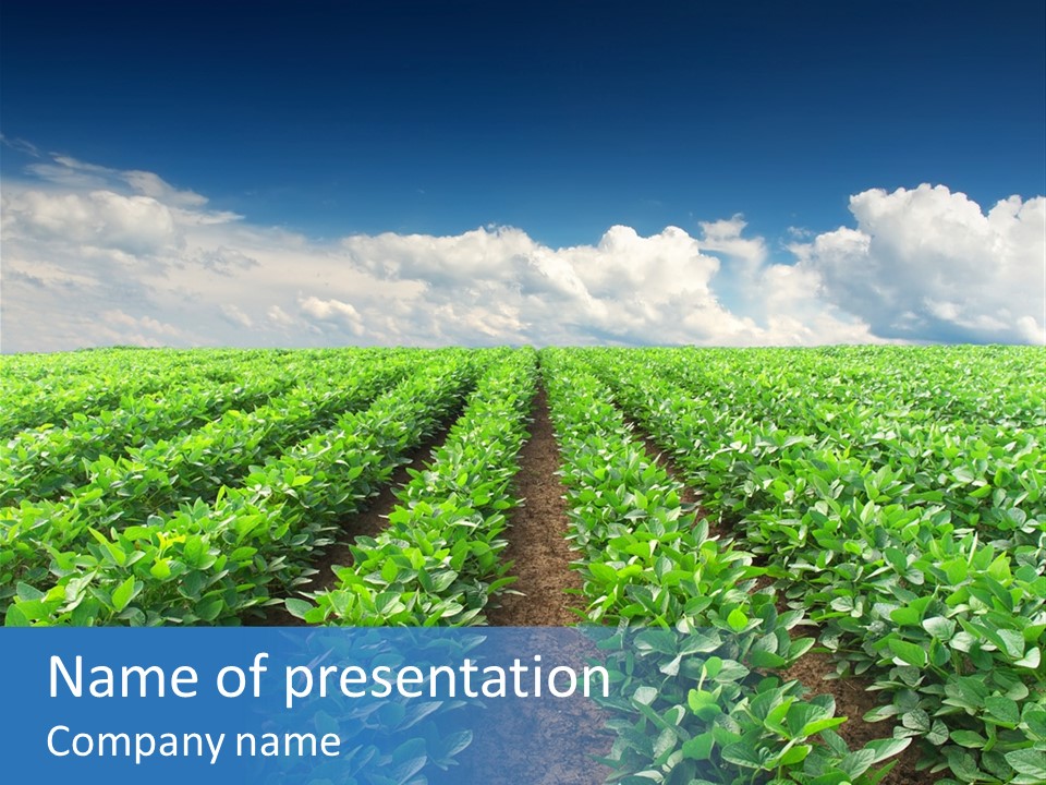 Land Summer Field PowerPoint Template