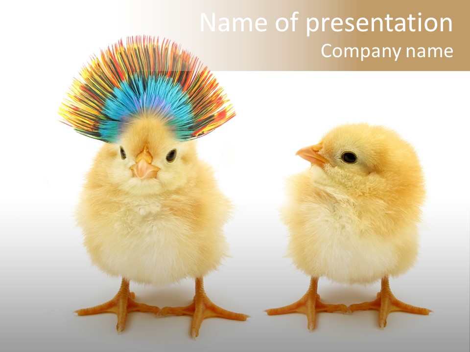 Concept Crazy Chicken Friendship PowerPoint Template