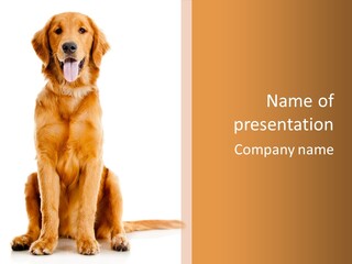 Retriever Golden Yellow PowerPoint Template