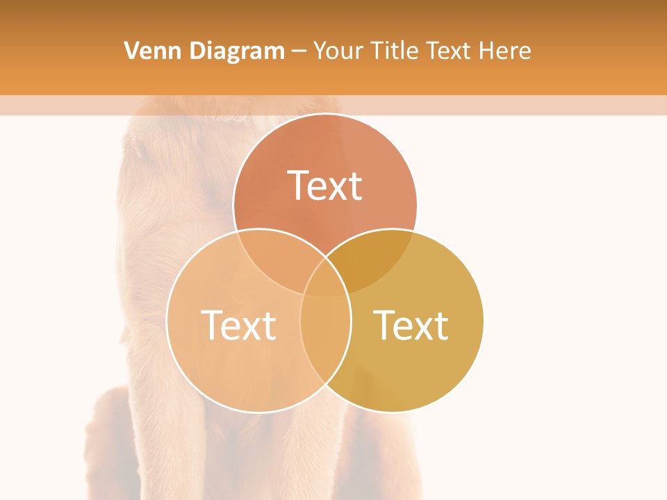 Retriever Golden Yellow PowerPoint Template