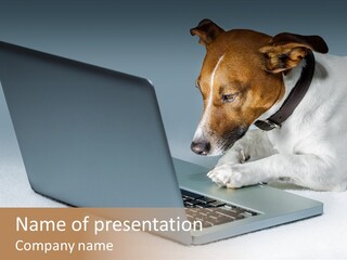 Cute Www Hacker PowerPoint Template