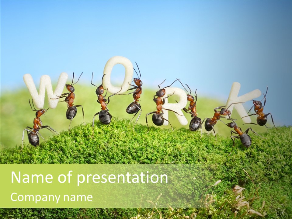 Teamwork Sky Animals PowerPoint Template